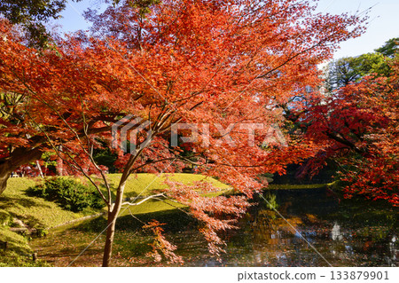 Tokyo, Koishikawa Korakuen Garden, Great Spring, Autumn foliage scenery, National Historic Site 133879901