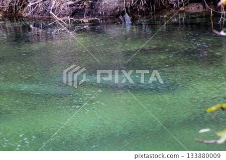 Manatees, Blue Springs State Park, Florida 133880009