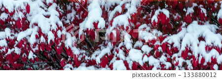 Burning Bush with Fall Colors and a Cover of Snow Burning Bush with Fall Colors and a Cover of Snow 133880012