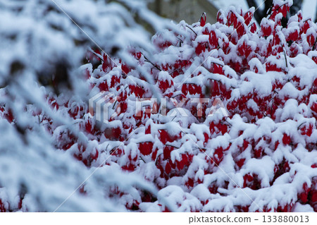Burning Bush with Fall Colors and a Cover of Snow Burning Bush with Fall Colors and a Cover of Snow 133880013