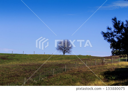 Lone Tree on Top of a Hill ini Autumn, Holmes County, Ohio Lone Tree on Top of a Hill ini Autumn, Holmes County, Ohio 133880075