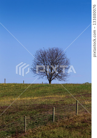 Lone Tree on Top of a Hill ini Autumn, Holmes County, Ohio 133880076