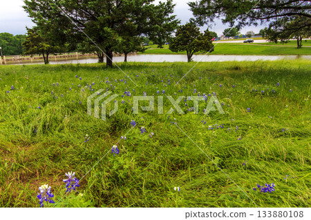 Bluebonnet Park, Ennis, Texas in Spring Bluebonnet Park, Ennis, Texas in Spring 133880108