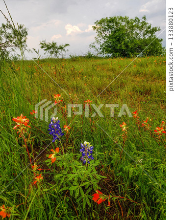 Indian Paintbrush and Bluebonnets, Bluebonnet Park, Ennis, Texas 133880123