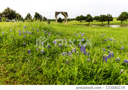 Bluebonnet Park, Ennis, Texas in Spring Bluebonnet Park, Ennis, Texas in Spring 133880139