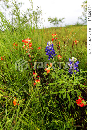 Indian Paintbrush and Bluebonnets, Bluebonnet Park, Ennis, Texas Indian Paintbrush and Bluebonnets, Bluebonnet Park, Ennis, Texas 133880144