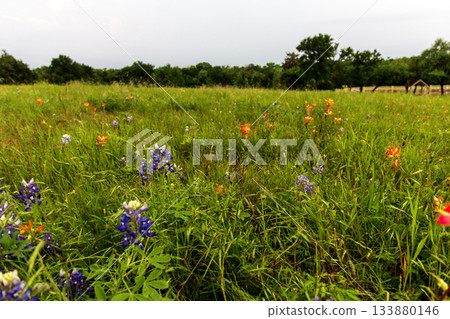 Bluebonnet Park, Ennis, Texas 133880146