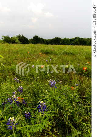 Bluebonnet Park, Ennis, Texas Bluebonnet Park, Ennis, Texas 133880147