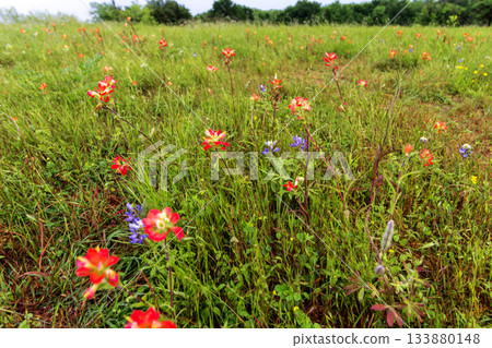 Indian Paintbrush and Bluebonnets, Bluebonnet Park, Ennis, Texas 133880148