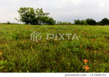 Flower Field, Bluebonnet Park, Ennis, Texas 133880152
