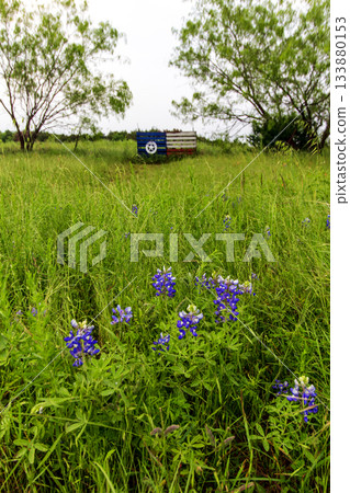 Texas Sign and Flowers, Bluebonnet Park, Ennis, Texas Texas Sign and Flowers, Bluebonnet Park, Ennis, Texas 133880153