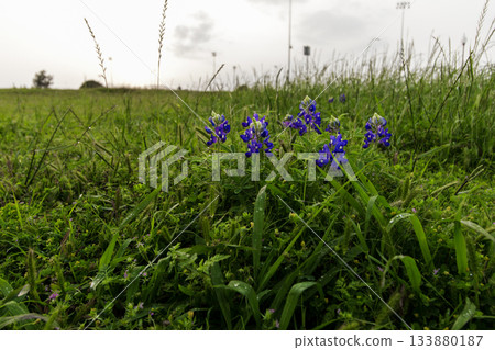 Bluebonnet Park, Ennis, Texas in Spring 133880187