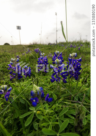 Bluebonnet Park, Ennis, Texas in Spring Bluebonnet Park, Ennis, Texas in Spring 133880190