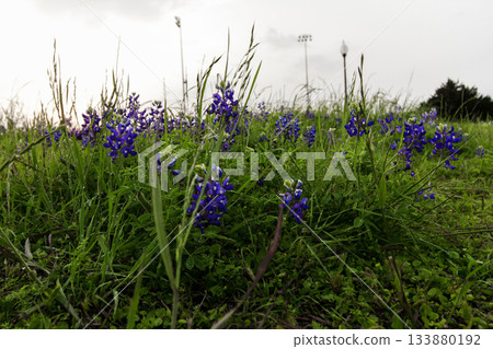 Bluebonnet Park, Ennis, Texas in Spring 133880192