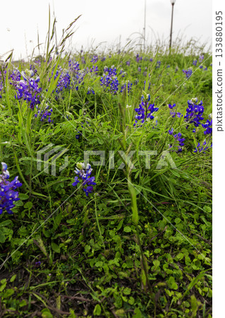 Bluebonnet Park, Ennis, Texas in Spring 133880195