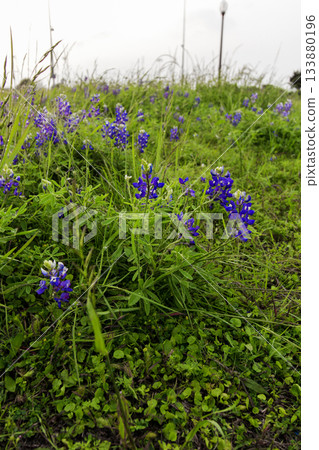 Bluebonnet Park, Ennis, Texas in Spring Bluebonnet Park, Ennis, Texas in Spring 133880196