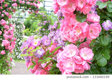 美麗的玫瑰園 133880199