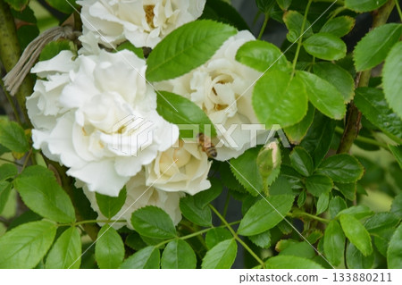 beautiful rose garden 133880211