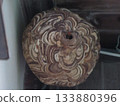 Wasp nest/hornet 133880396