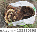 Wasp nest/hornet 133880398