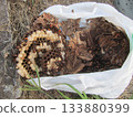 Wasp nest/hornet 133880399