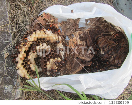 Wasp nest/hornet Wasp nest/hornet 133880399