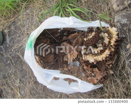 Wasp nest/hornet Wasp nest/hornet 133880400