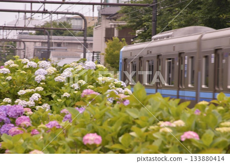 Inokashira Line Hydrangea Hamadayama Inokashira Line Hydrangea Hamadayama 133880414