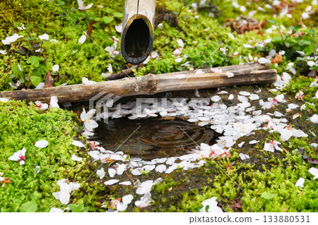 Cherry blossoms falling at Honmanji Temple in Kyoto (Kamigyo Ward, Kyoto City, Kyoto Prefecture) 133880531