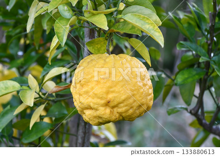 Citrus maxima Citrus maxima 133880613