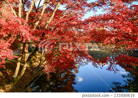 Beautiful autumn leaves reflected in the pond Beautiful autumn leaves reflected in the pond 133880616