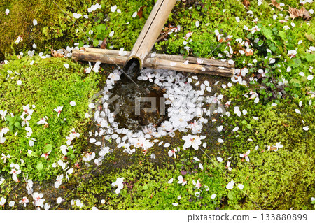 京都本萬寺的櫻花飄落（京都府京都市上京區） 133880899