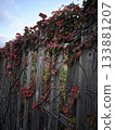Ivy-growing wall 133881207