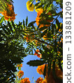 Blue sky and beautiful flowers 133881209
