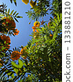 Blue sky and beautiful flowers 133881210