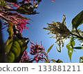 Blue sky and beautiful flowers 133881211
