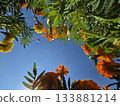 Blue sky and beautiful flowers 133881214