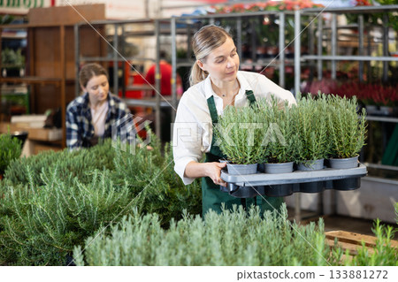 Large supply of rosemary plants in warehouse flower shop, female employee work with goods Large supply of rosemary plants in warehouse flower shop, female employee work with goods 133881272