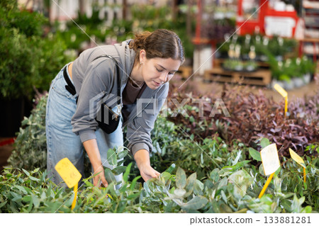 Female shopper selects euonymus flowers at flower shop 133881281