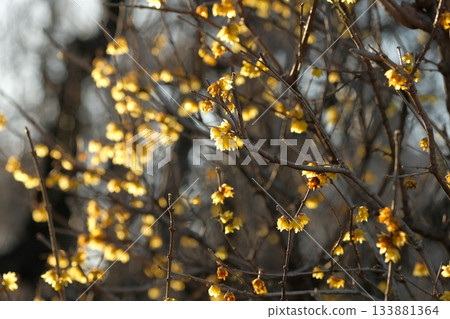 Lobai flower Lobai flower 133881364