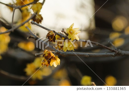 洛白花 洛白花 133881365