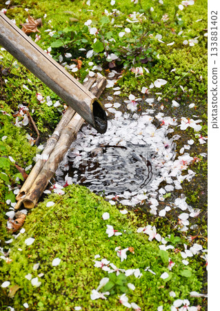 Cherry blossoms falling at Honmanji Temple in Kyoto (Kamigyo Ward, Kyoto City, Kyoto Prefecture) 133881402
