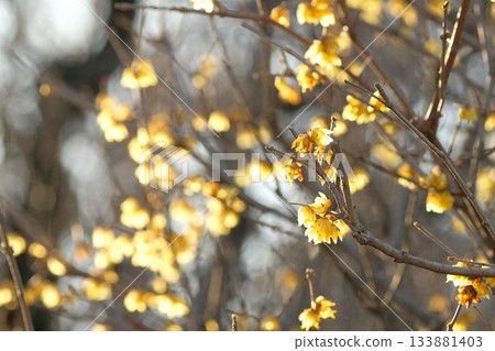 Lobai flower Lobai flower 133881403