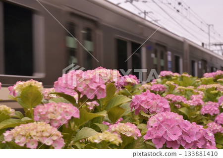 Inokashira Line Hydrangea Hamadayama 133881410
