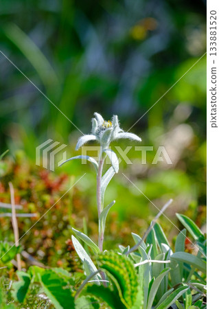 Hayaike Mineyama Hayatineus Yukiso 133881520