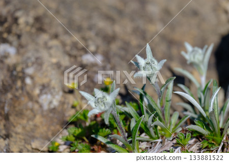 Hayaike Mineyama Hayatineus Yukiso 133881522