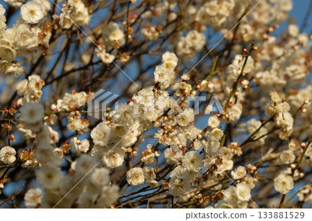白梅花映襯在藍天下 白梅花映襯在藍天下 133881529