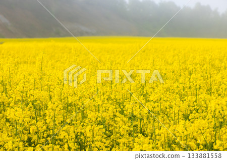 Hokkaido Abira 2025 Spring - Morning mist rapeseed flower field - 03 Hokkaido Abira 2025 Spring - Morning mist rapeseed flower field - 03 133881558