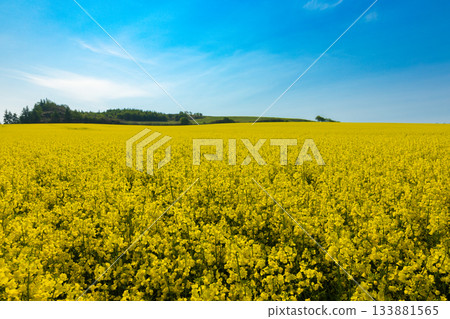 北海道阿比拉 2025-春季油菜花田-03 133881565