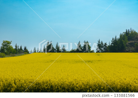 北海道阿比拉 2025-春季油菜花田-04 133881566